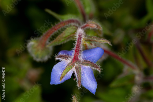 Foto Borago officinalis, Borretsch