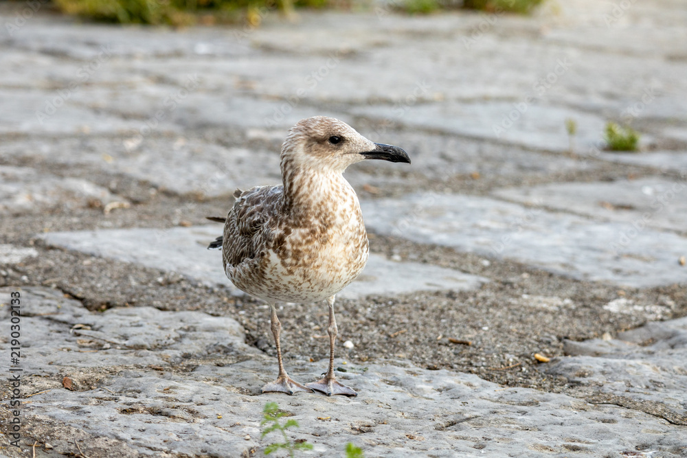 Fototapeta premium Young gull stands alert on wet cobblestones
