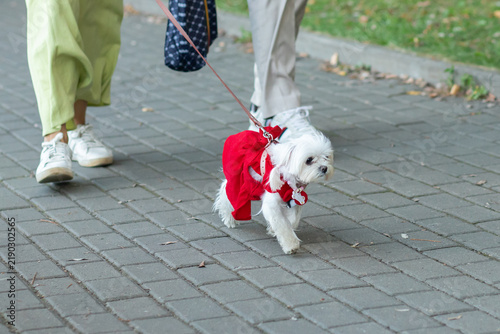 small white maltese dog walks on a leash in a bright red dress beside two people on a paved path, combining pet fashion, urban companionship and outdoor exercise