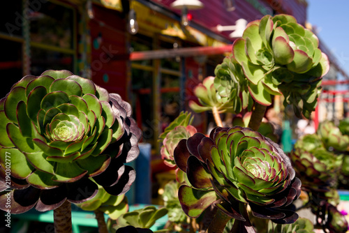Foto Green succulent rosettes growing in a colorful outdoor garden