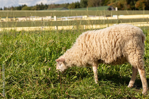 Konstfotografi pasture-raised sheep walks slowly while grazing beside a wooden fence, illustrat