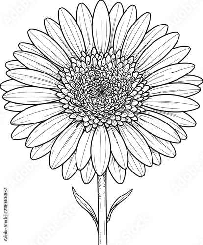 vector illustration of a daisy