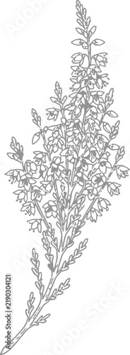 branch of a birch