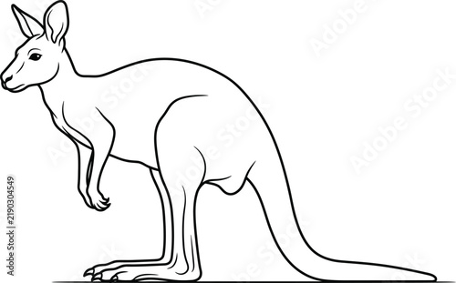 kangaroo vector illustration