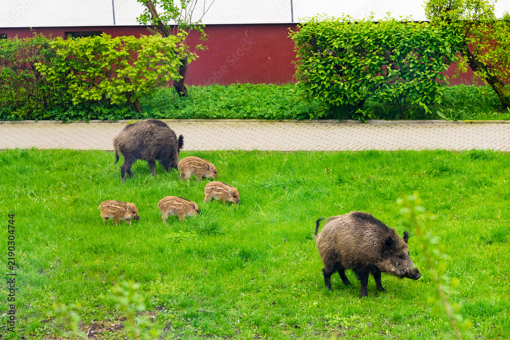 Obraz premium Wild boar family walking on grass in urban area. Wild life and modern city