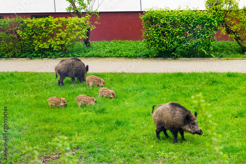 Wild boar family walking on grass in urban area. Wild life and modern city
