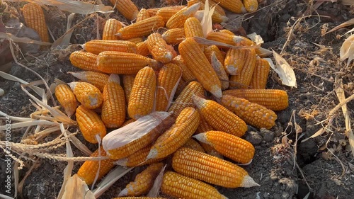 Harvested yellow corn cobs drying on the ground in agricultural farm