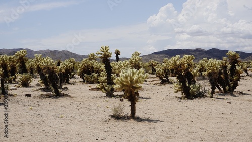 Panorama of Cholla Cactus Garden in Joshua Tree National Park, California