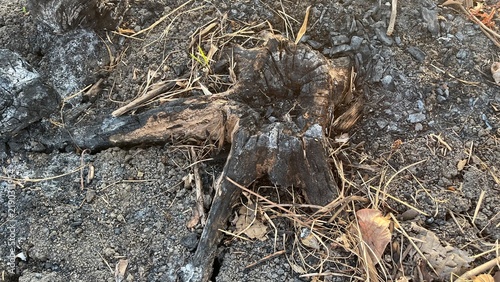 Fotografie High angle shot of burnt tree stump on dry ground after wildfire