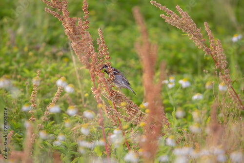 Male House Sparrow Feeding on Seeds Among Wild Meadow Plants