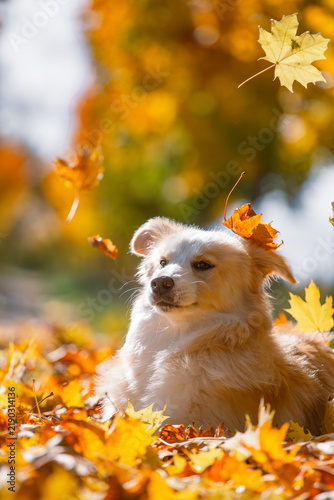 Australian Red Border Collie Lying Among Falling Autumn Maple Leaves
