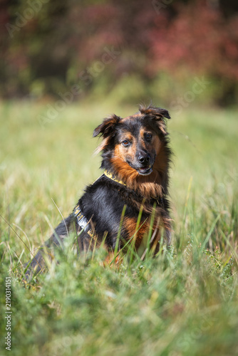 Black and Tan Mixed Breed Dog Sitting in a Sunny Summer Meadow