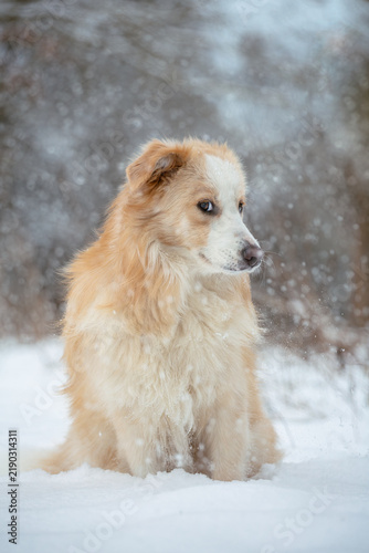Australian Red Border Collie Sitting in Fresh Winter Snow