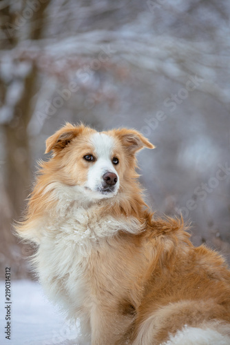 Australian Red Border Collie Standing in Snowy Winter Landscape