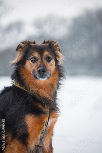 Black and Tan Mixed Breed Dog Sitting in Snowy Winter Landscape