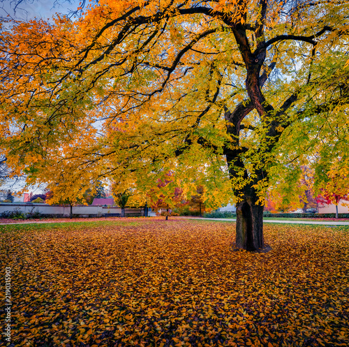 Lush beech tree in Grassalkovich Castle garden. Wonderful morning scene of Hatvan town in Heves County, Hungary, Europe. Beauty of nature concept background.