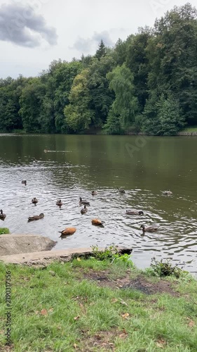 a mixed flock of mallards and ruddy shelducks swims across a calm woodland pond, creating expanding ripples and a peaceful birdwatching scene focused on wetland habitat
