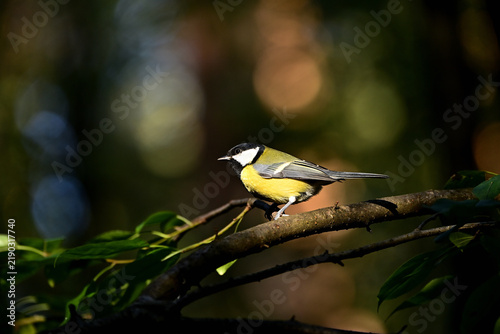 A wild tit sits on a tree branch in an autumn forest.