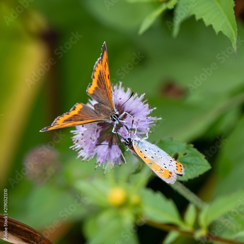 Konstfotografi Large Copper Butterfly on Water Mint