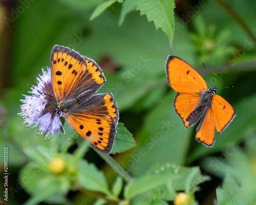 Canvastavla Large Copper Butterfly on Water Mint