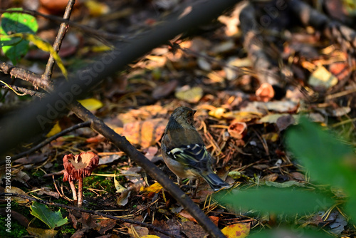 A small chaffinch is searching for food on the forest floor.
