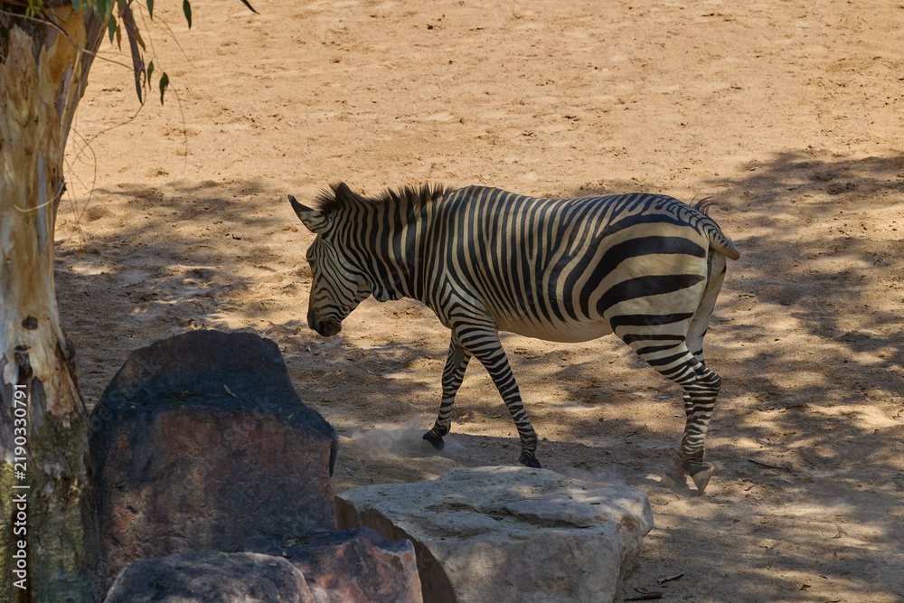 Obraz premium Plains zebra walking across sandy enclosure in sunlight
