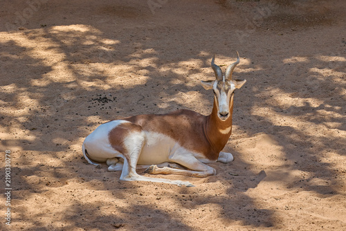 Obraz na płótnie Springbok antelope resting on sandy ground in sunlight