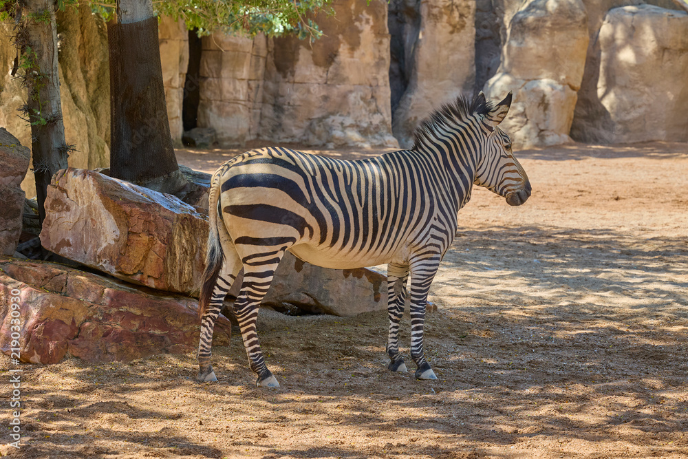 Obraz premium Plains zebra walking across natural rocky enclosure in sunlight