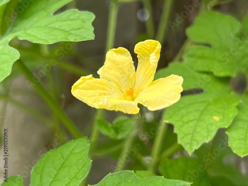 Fotografie Yellow bitter gourd flower blooming among green leaves close up photo