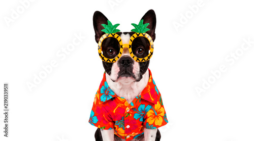 Фотография Funny Dog Wearing Pineapple Sunglasses and Hawaiian Shirt, Isolated on White Bac