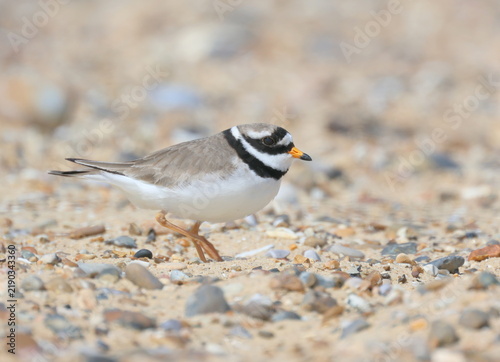 Bild auf Leinwand Common Ringed Plover, Charadrius hiaticula, on the beach at Benacre, Suffolk, England
