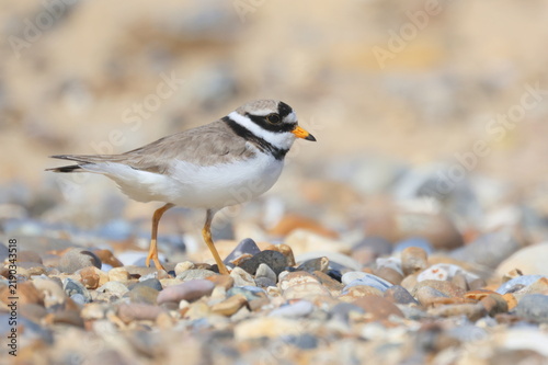 Foto Common Ringed Plover, Charadrius hiaticula, on the beach at Benacre, Suffolk, England