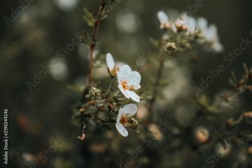 Flowers blooming on a rainy day