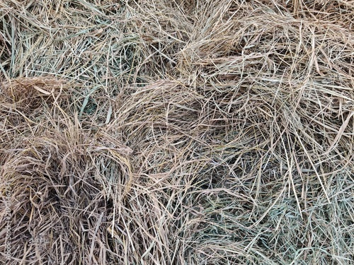 Fotografie Dry Hay Grass Texture Background - Natural Agricultural Livestock Feed