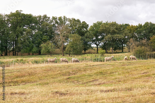 Konstfotografi Sheep grazing in a line beside a temporary pasture fence on dry grassland bordered by mature green trees under an overcast sky