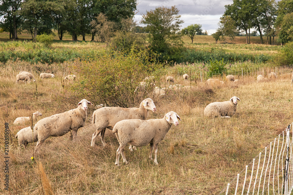 Fototapeta premium Several sheep standing alert in the foreground while a larger flock grazes across a dry rural pasture bordered by trees.