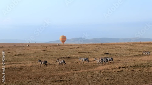 Herd of plains zebras running across Maasai Mara savanna, Kenya