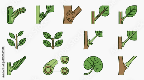 Educational diagram set showing botanical plant morphology including stem nodes, leaf attachments, petiole cross-sections, axillary buds, and vascular bundle structures in sketch.
