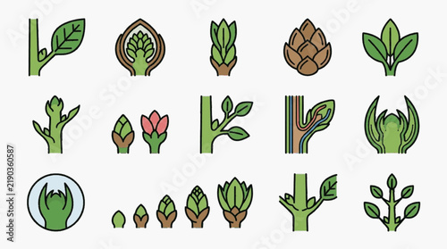 Botanical set of vector illustrations depicting plant bud anatomy, shoot development, and growth stages including apical meristems, terminal buds, and leaf axils in flat line art style.