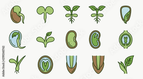 Vector illustration set showing the biological germination process of a bean seed, featuring stages from initial sprouting and root development to seedling growth with leaves.