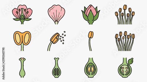 Educational botanical vector icon set illustrating plant reproductive anatomy including flower cross-sections, petals, stamens, anthers with pollen, filaments, pistils, and ovaries.