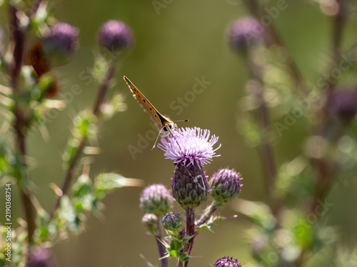 Foto Small Copper Butterfly on Creeping Thistle