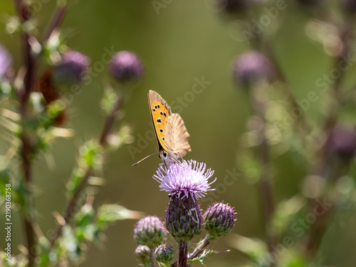 Картината върху платно Small Copper Butterfly on Creeping Thistle