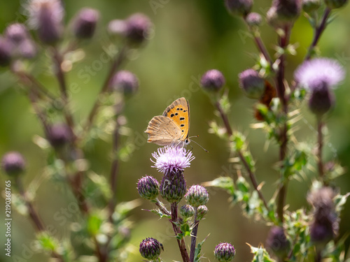Bild auf Leinwand Small Copper Butterfly on Creeping Thistle