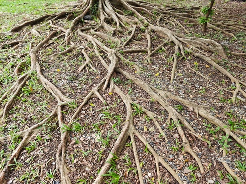 Mature tree roots sprawling across grassy ground with scattered leaves and pebbles under natural daylight
