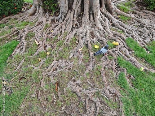 Pigeon perched among sprawling tree roots with green grass and fallen yellow leaves under bright daylight