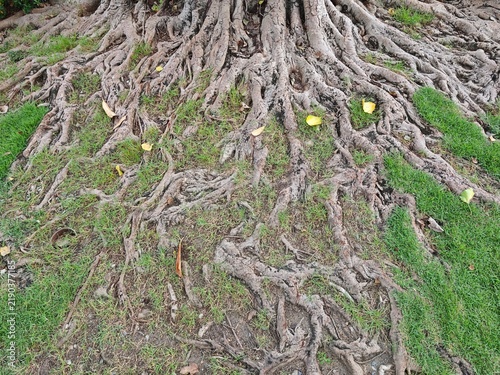 Mature tree roots entwined with green grass and scattered yellow leaves under natural daylight