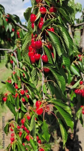 Ripe red cherries hanging on a tree branch in an orchard