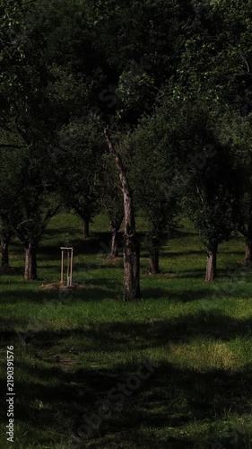 Sunny day in green orchard grove