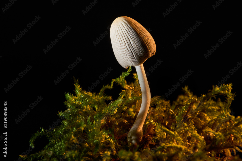 Obraz premium Young clustered inkcap mushroom with a deeply striated gray cap on moss